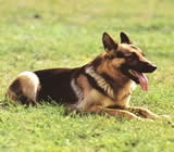 Adestramento de cães em Hortolândia
